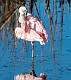 Roseatte Spoonbill-10